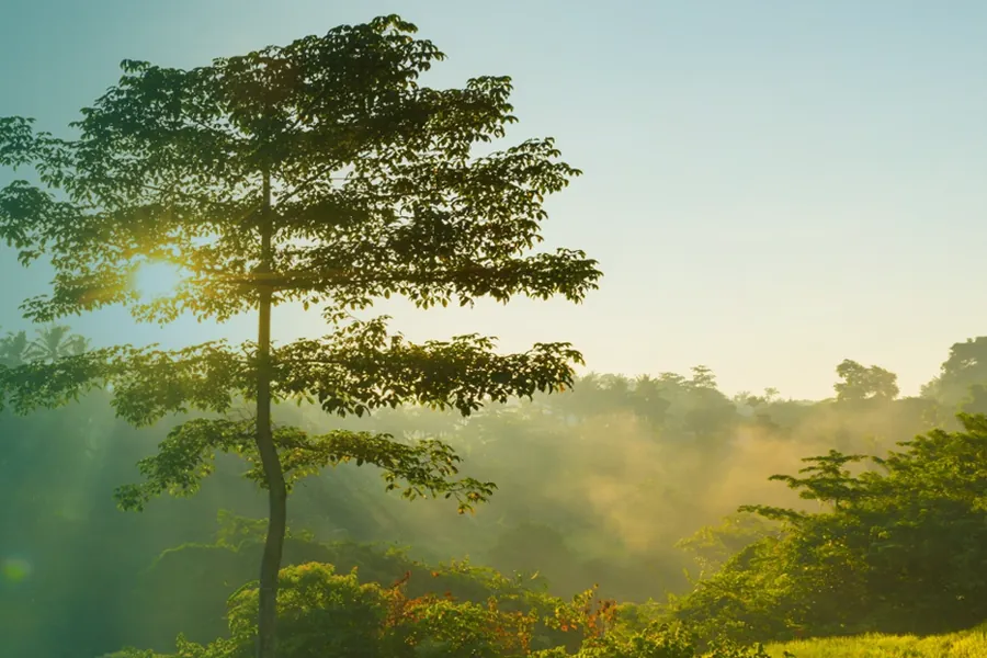 Vegetação de cerrado ao amanhecer, com raios de sol atravessando as árvores